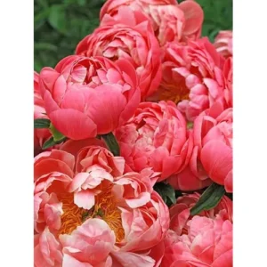 Coral Peach Peony Bulbs - Double Peonies Roots - 2 Roots 2-3 Eyes