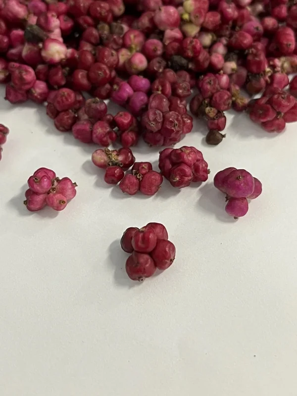 Coralberry Bush Seed - 5 Ft Tall, Vibrant Coral-Pink Berries, Wildlife-Friendly Shrub