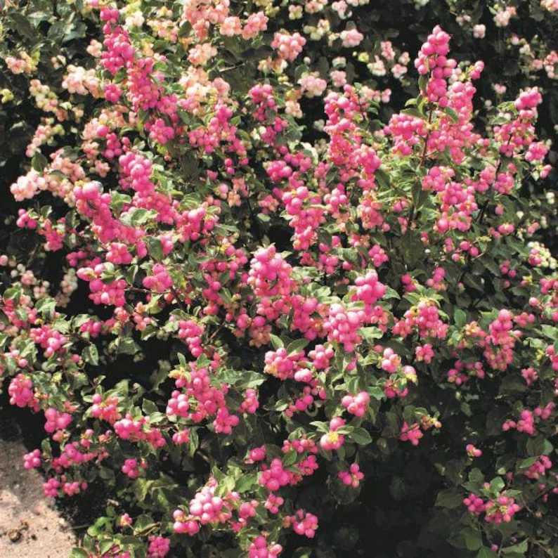 Coralberry Bush Seed - 5 Ft Tall, Vibrant Coral-Pink Berries, Wildlife-Friendly Shrub