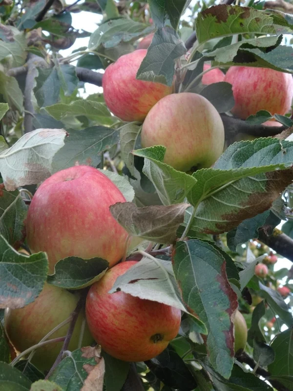 Courtland Apple Tree Gallon Pot 3 Feet Tall - Fruit Tree for Home Garden