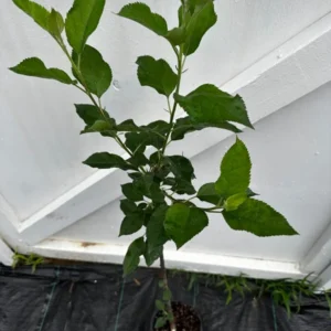 Courtland Apple Tree Gallon Pot 3 Feet Tall - Fruit Tree for Home Garden
