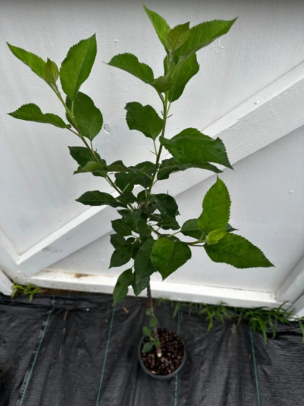 Courtland Apple Tree Gallon Pot 3 Feet Tall - Fruit Tree for Home Garden