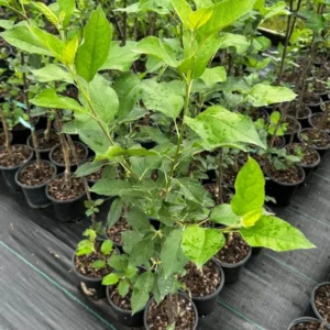 Courtland Apple Tree Gallon Pot 3 Feet Tall - Fruit Tree for Home Garden