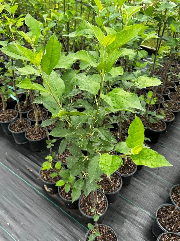 Courtland Apple Tree Gallon Pot 3 Feet Tall - Fruit Tree for Home Garden