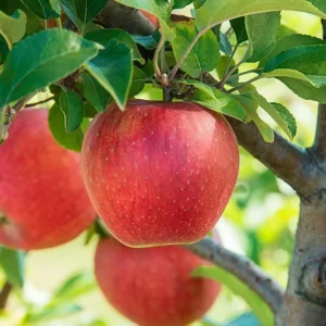 Courtland Apple Tree Gallon Pot 3 Feet Tall - Fruit Tree for Home Garden