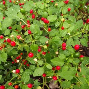 Chiltepin Pepper Plant - Live Plant 4