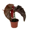 Cracklin Rosie Begonia - Indoor Plant 3.7" Pot - Dark Green Leaves with Pink Dots