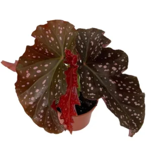 Cracklin Rosie Begonia - Indoor Plant 3.7