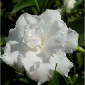 Crape Jasmine Plant - 1 to 2 Feet - White Flowers - Gallon Pot