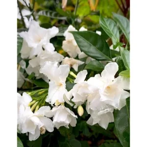 Crape Jasmine Plant - 1 to 2 Feet - White Flowers - Gallon Pot