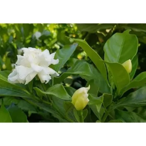 Crape Jasmine Plant - 1 to 2 Feet - White Flowers - Gallon Pot