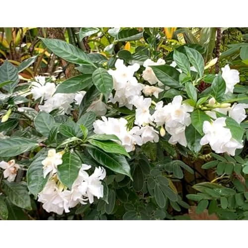 Crape Jasmine Plant - 1 to 2 Feet - White Flowers - Gallon Pot