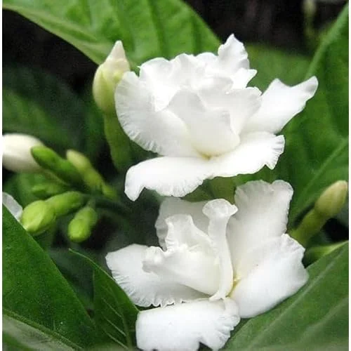 Crape Jasmine Plant - 1 to 2 Feet - White Flowers - Gallon Pot