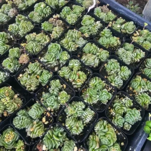 Crassula Dorothy Succulent - Rooted Cuting - Rare and Unique Plant