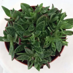 Crassula Miniature Tiger Jade Succulent - 2.5