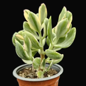 Crassula Ovata Variegated Plant - 4'' Potted Jade Plant