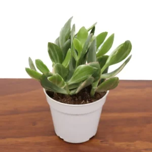 Crassula Ovata Variegated Plant - 4'' Potted Jade Plant