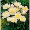 Creamy Yellow Peony Bulb - Double Peonies Roots - 1 Root 2-3 Eyes