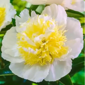 Creamy Yellow Peony Bulb - Double Peonies Roots - 1 Root 2-3 Eyes