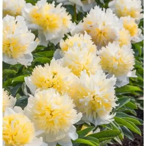Creamy Yellow Peony Bulb - Double Peonies Roots - 1 Root 2-3 Eyes