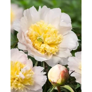 Creamy Yellow Peony Bulb - Double Peonies Roots - 1 Root 2-3 Eyes