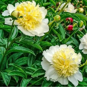 Creamy Yellow Peony Bulb - Double Peonies Roots - 1 Root 2-3 Eyes