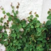 Creeping Fig Ivy 1 Gallon Live Plant – Green Vine, Fast-Growing, Indoor/Outdoor