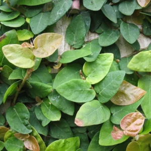Creeping Fig Ivy 1 Gallon Live Plant – Green Vine, Fast-Growing, Indoor/Outdoor