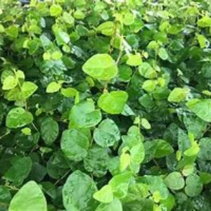 Creeping Fig Ivy 1 Gallon Live Plant – Green Vine, Fast-Growing, Indoor/Outdoor