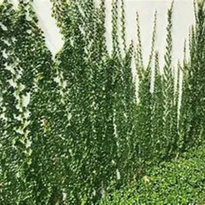 Creeping Fig Ivy 1 Gallon Live Plant – Green Vine, Fast-Growing, Indoor/Outdoor