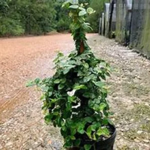 Creeping Fig Ivy 1 Gallon Live Plant – Green Vine, Fast-Growing, Indoor/Outdoor