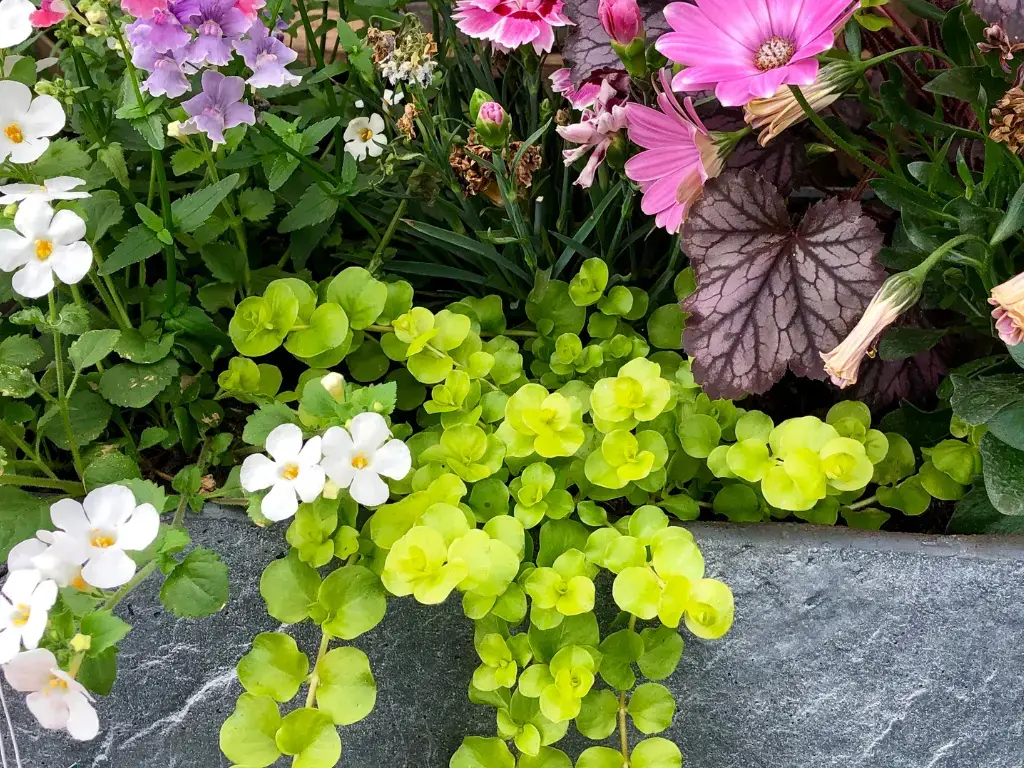 Creeping Jenny (Lysimachia nummularia) (1)