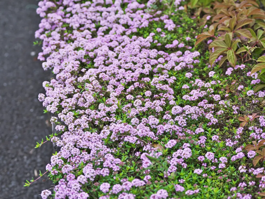 Creeping Thyme (Thymus serpyllum)