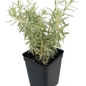 Creme n' Green Needle Sedum lineare - Carpet Stonecrop - 2.5