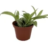 Creme n Green Tradescantia Houseplant - 2.5" Pot, Variegated Leaves