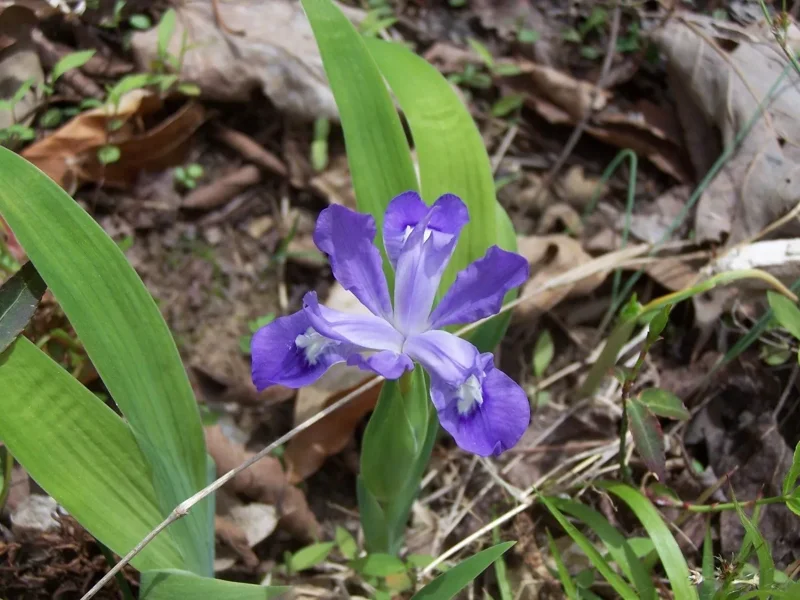 Crested Wild Iris Roots 5-Pack Iris cristata Perennial