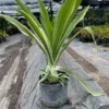 Crinum Lily Variegated Live Plant - Giant Asiaticum Spider Lily 12-15" Potted