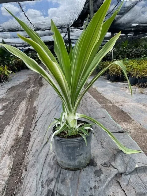 Crinum Lily Variegated Live Plant - Giant Asiaticum Spider Lily 12-15" Potted