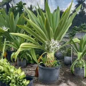 Crinum Lily Variegated Live Plant - Giant Asiaticum Spider Lily 12-15" Potted