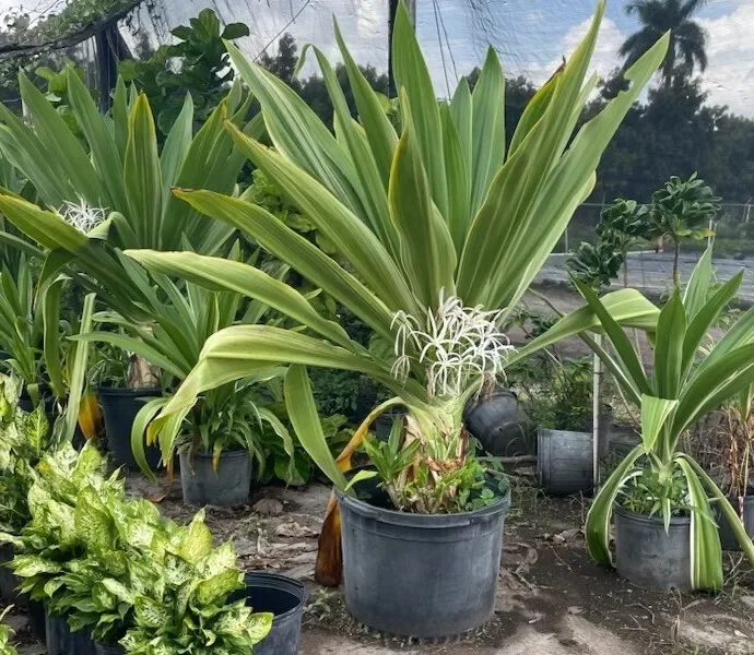 Crinum Lily Variegated Live Plant - Giant Asiaticum Spider Lily 12-15" Potted