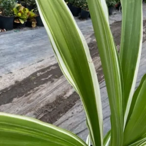 Crinum Lily Variegated Live Plant - Giant Asiaticum Spider Lily 12-15