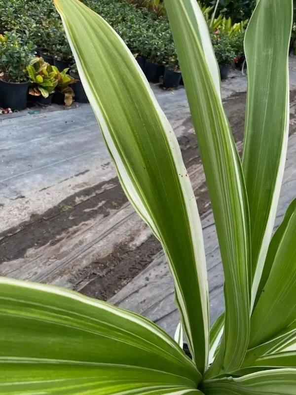 Crinum Lily Variegated Live Plant - Giant Asiaticum Spider Lily 12-15" Potted