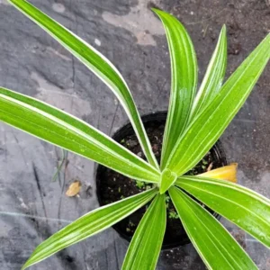 Crinum Lily Variegated Live Plant - Giant Asiaticum Spider Lily 12-15