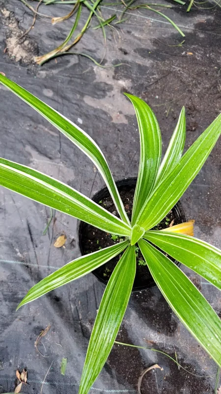 Crinum Lily Variegated Live Plant - Giant Asiaticum Spider Lily 12-15" Potted