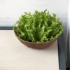 Crispy Wave Fern - Air Purifying Asplenium - 4" Pot Easy Houseplant