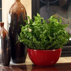 Crispy Wave Fern - Air Purifying Asplenium - 4