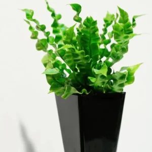 Crispy Wave Fern - Air Purifying Asplenium - 4