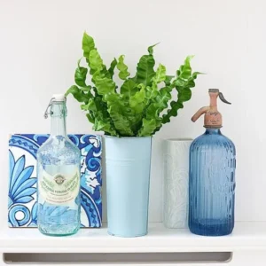 Crispy Wave Fern – Asplenium Houseplant in 2.5