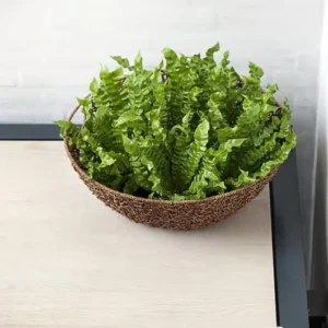 Crispy Wave Fern – Asplenium Houseplant in 2.5