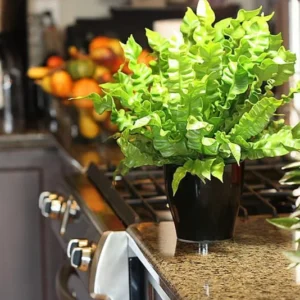 Crispy Wave Fern – Asplenium Houseplant in 2.5